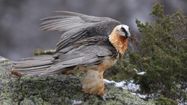 PLEIN CIEL – Protection des oiseaux dans le Parc des Pyrénées